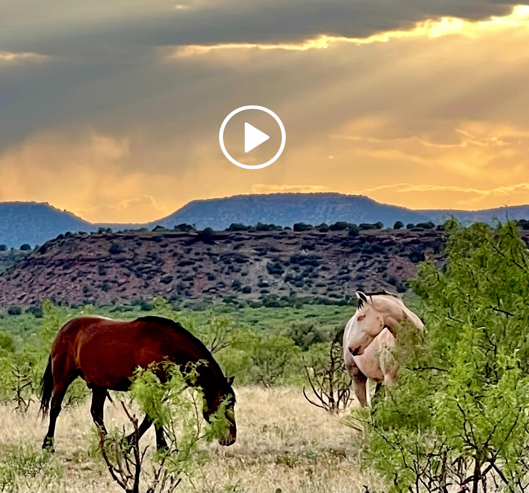 Play trailer for Project Coexistence: The Film